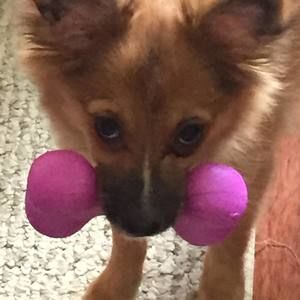 Meet your Posher, Darcie